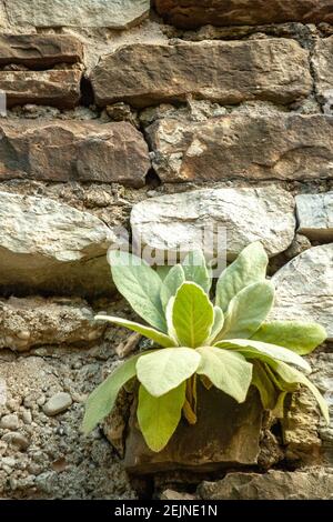 Plant Growing on a natural Brick Wall Texture made from stones and rocks and natural material provides a Natural Background in Ireland Stock Photo
