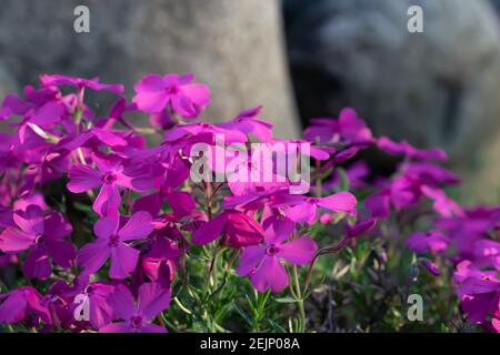 Dark pink flowers of a groundcover phlox subulate. Stock Photo