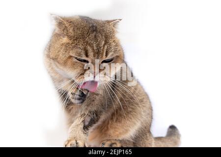 Scottish fold golden cat got sick with lichen licks her face Stock Photo