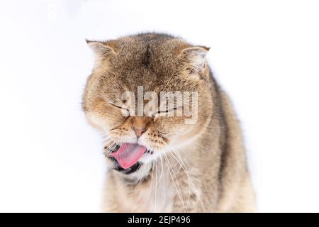 Scottish fold golden cat licks her face, washes her face with pink tongue.  Stock Photo