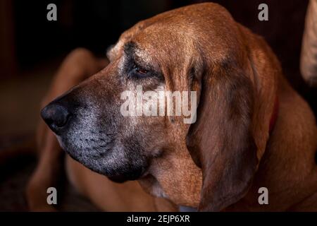 Sideview of old bloodhound dog lying on a carpet looking off camera. Stock Photo