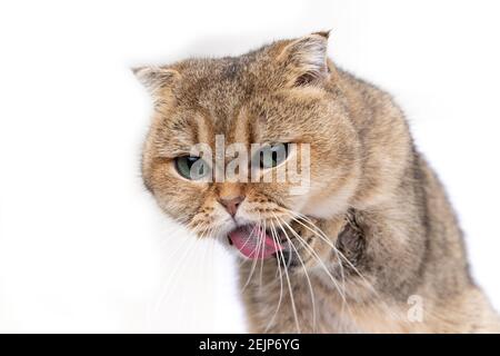 Scottish fold golden cat licks her face, washes her face with pink tongue.  Stock Photo