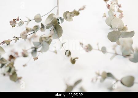 eucalyptus branch close up on white background Stock Photo