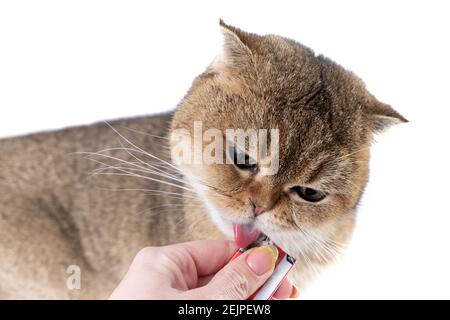 Golden Scottish Fold cat eats a treat from a package in the hand of a woman. Stock Photo