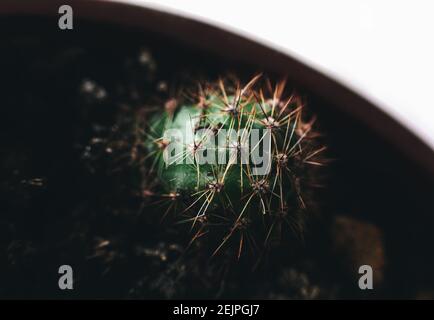 Macro tiny baby cactus in dark soil at flower pot, prickly houseplant Stock Photo