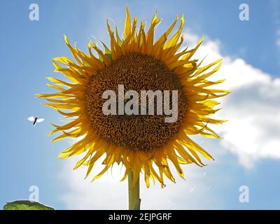 Sunburst behind single large compound yellow Sunflower (Helianthus annuus) in bright blue sky in Cumbria, England, UK - self-seeded from bird seed Stock Photo