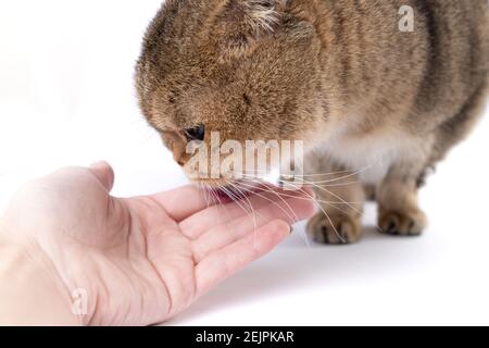 Golden Scottish Fold cat eats a treat from a package in the hand of a woman. Stock Photo