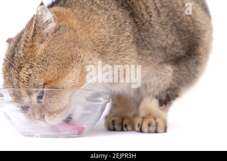 Golden scottish fold cat eating next to a glass bowl on a white background Stock Photo