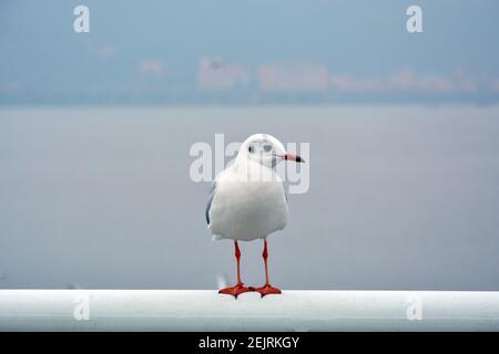 a White Larus ridibundus with orange foot standing on the handrail in cloudy day Stock Photo