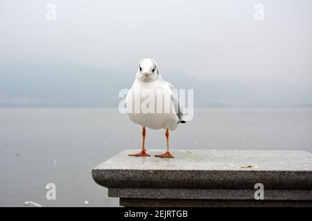 A white cute larus ridibundus stand on the platform show its belly in cloudy day Stock Photo