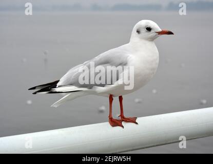 A cute white larus ridibundus standing on the handrail in cloudy day Stock Photo