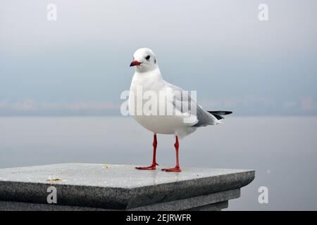 A cute white larus ridibundus show its shape standing on the platform in cloudy day Stock Photo