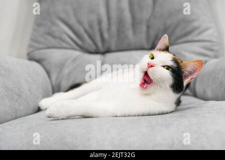 Cute little tricolor shorthair kitten lying on grey sofa in living room. Funny sleepy cat yawns. Closeup domestic life animals consept Stock Photo