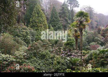 a mass of champion trees in spring Stock Photo