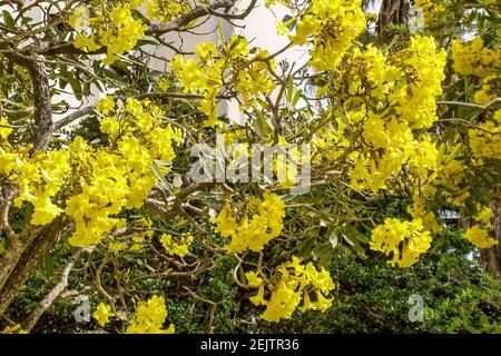 The Golden Shower Tree, Cassia Fistula, blooming on the University of Miami Campus in Coral Gables, Florida. Stock Photo