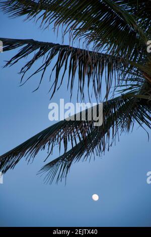 The moon shows beneath a palm frond during early evening in Surfside, Miami Beach, Florida. Stock Photo