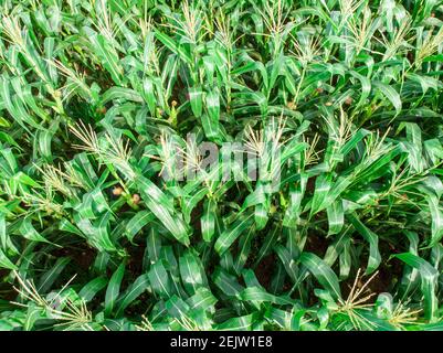 Green Maize Corn Field Plantation In Summer Agricultural Season. . Stock Photo