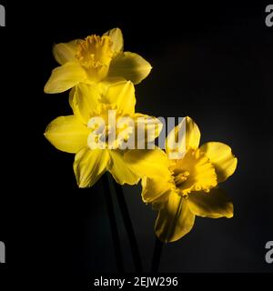 Closeup shot of three bright yellow daffodils isolated on the black background Stock Photo