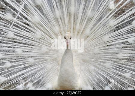 Close-up of a white  peacock showing off his tail fully opened Stock Photo