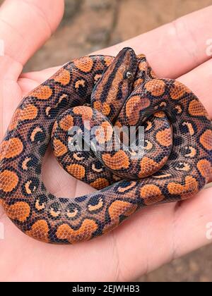 Epicrates cenchria is a boa species endemic to Central and South America. Common names include the rainbow boa and slender boa Stock Photo