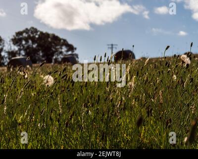 Green fields near Mount Martha, Victoria with Dandelion seeds and grass in the foreground, and blue sky and white clouds in the background Stock Photo