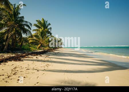 Gorgeous coconut palm trees overlooking Flamenco beach on the Puerto Rico island of Culebra. Stock Photo