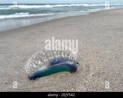 A Portuguese Man o War jellyfish laying on a Atlantic Ocean beach in Florida. Stock Photo