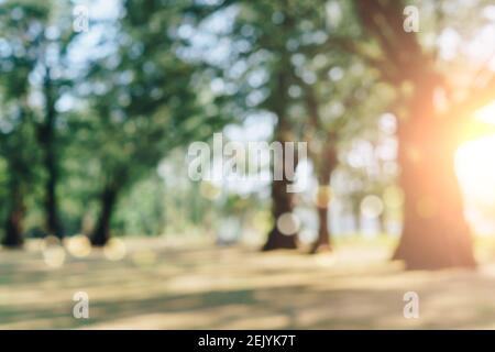 Blur nature bokeh green park by beach and tropical coconut trees in sunset time. Stock Photo