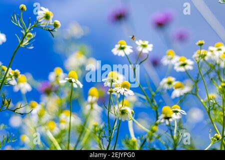 Daisy flower and blue sky blackground. Stock Photo