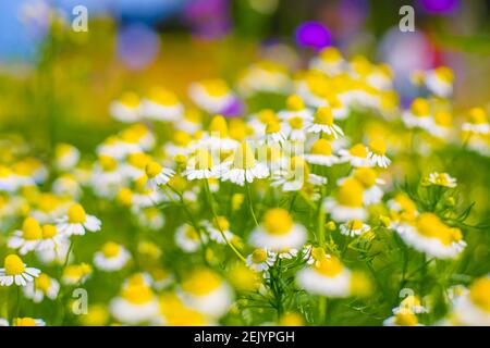 Daisy flower and blue sky blackground. Stock Photo