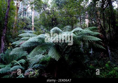 The Tree Ferns grow big around here! This Dicksonia Antarctica is flourishing in Dandenong Ranges National Park, near Ferntree Gully in Victoria, Aus. Stock Photo