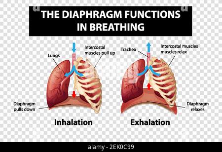 The diaphragm functions in breathing illustration Stock Vector Image ...