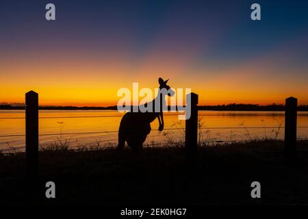 Silhouette of a kangaroo against a red sky at sunrise, Miara, Queensland, QLD, Australia Stock Photo
