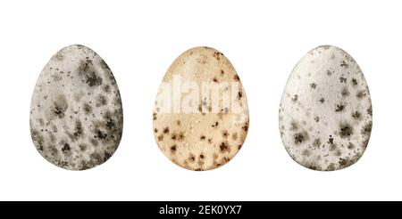 Watercolor set with quail eggs isolated on white background. Easter design elements. Hand-drawn illustration. Stock Photo