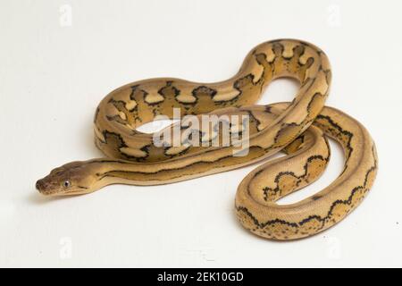 platinum tiger reticulated python snake Stock Photo