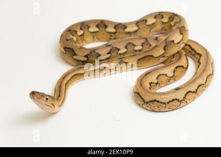 platinum tiger reticulated python snake Stock Photo