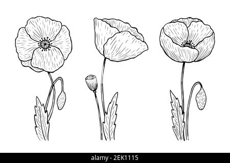 Set of outline poppies. Vector hand-drawn illustration in line art style. Sketches of spring flowers. Stock Vector