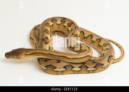 platinum tiger reticulated python snake Stock Photo