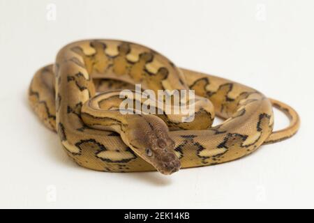 platinum tiger reticulated python snake Stock Photo