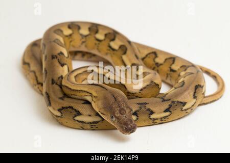 platinum tiger reticulated python snake Stock Photo