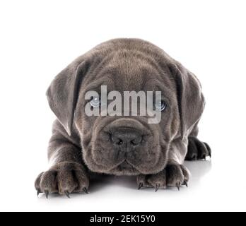 puppy Neapolitan Mastiff in front of white background Stock Photo
