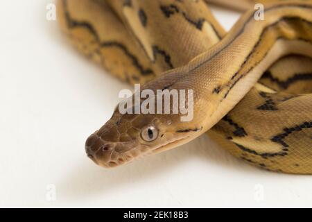 platinum tiger reticulated python snake Stock Photo