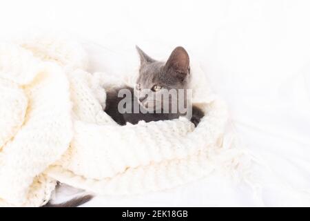 Cute little grey litten lies comfortably on white knitted scarf. Domestic animal. Stock Photo