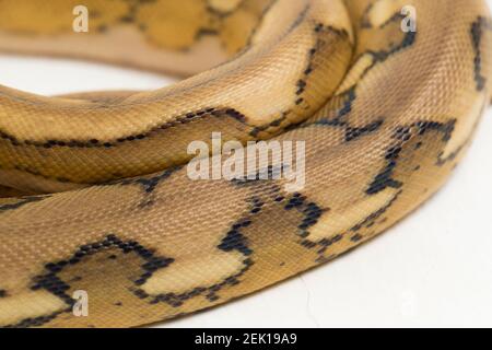 platinum tiger reticulated python snake Stock Photo