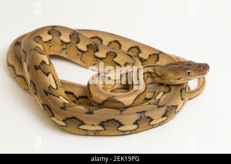 platinum tiger reticulated python snake Stock Photo