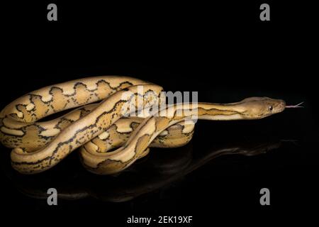 platinum tiger reticulated python snake Stock Photo