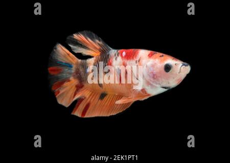 Close up of colorful Betta fish. Beautiful Siamese fighting fish, Fancy Betta splendens isolated on black background. Stock Photo