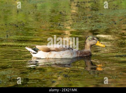 immature Mallard duck swimming in the water of the canal Stock Photo