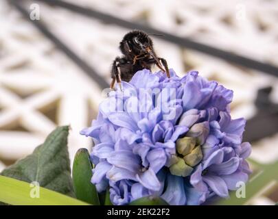 Bumble bee on some flowers showing it's proboscis Stock Photo