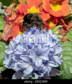 Bumble bee feeding on spring flowers Stock Photo